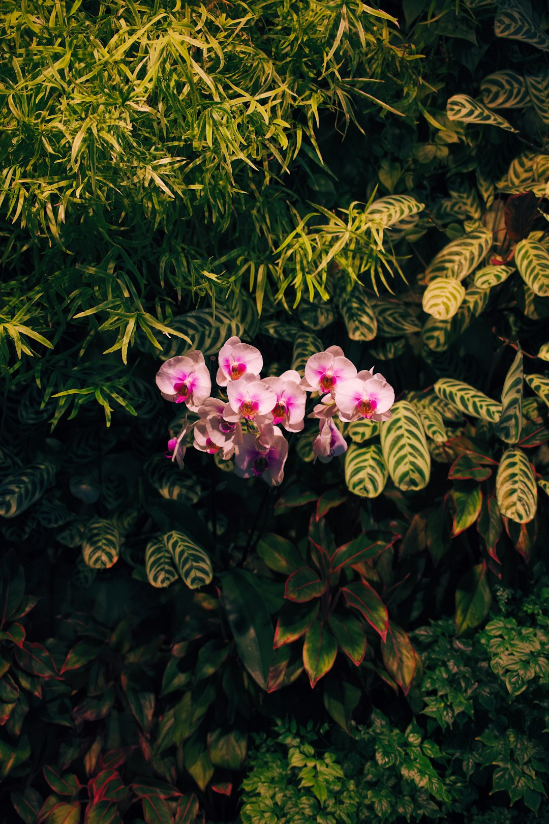 pink flowers with green leaves