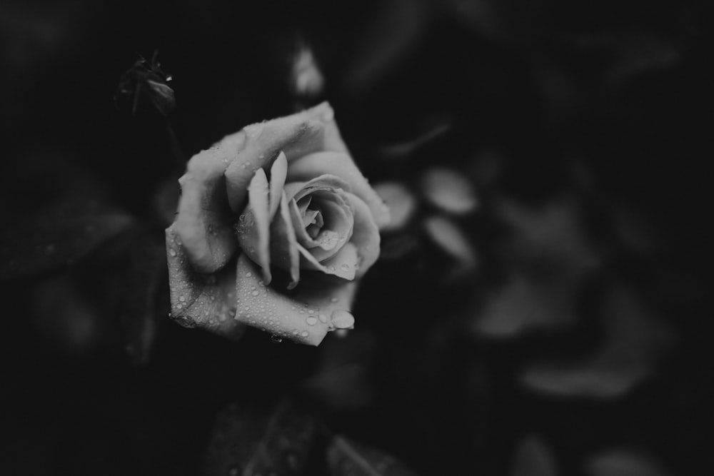 grayscale photo of rose flower