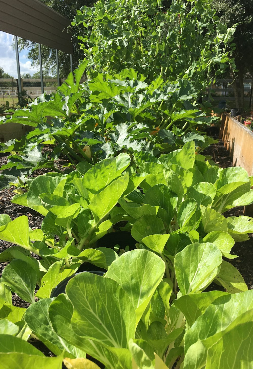 green plants near brown wooden fence during daytime