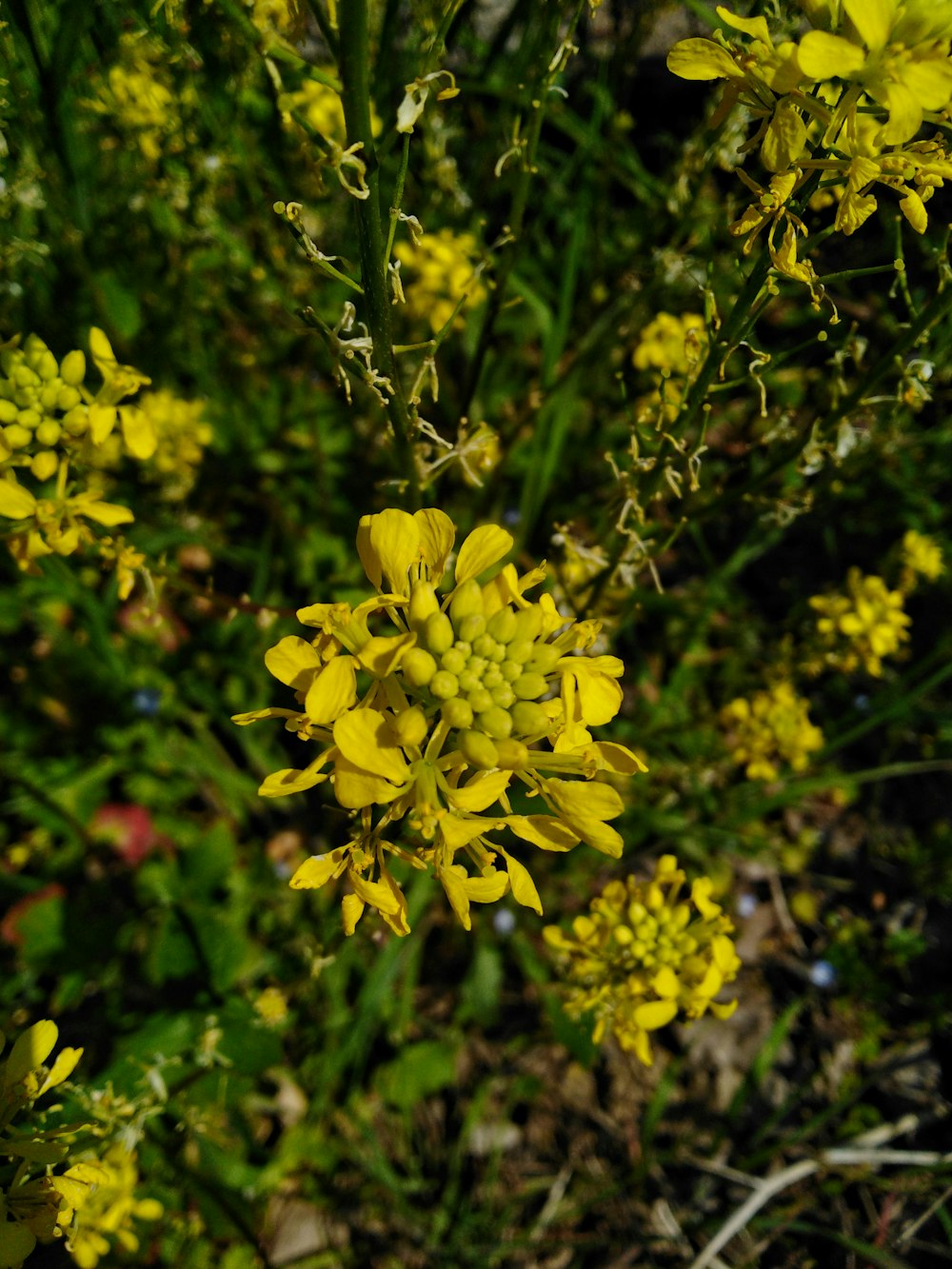 yellow flower in tilt shift lens