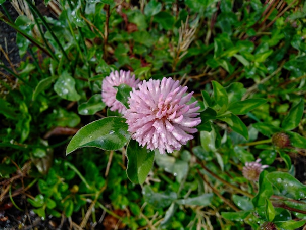 Close-up of clove flowers ready for harvest with dew drops glistening in the early light.