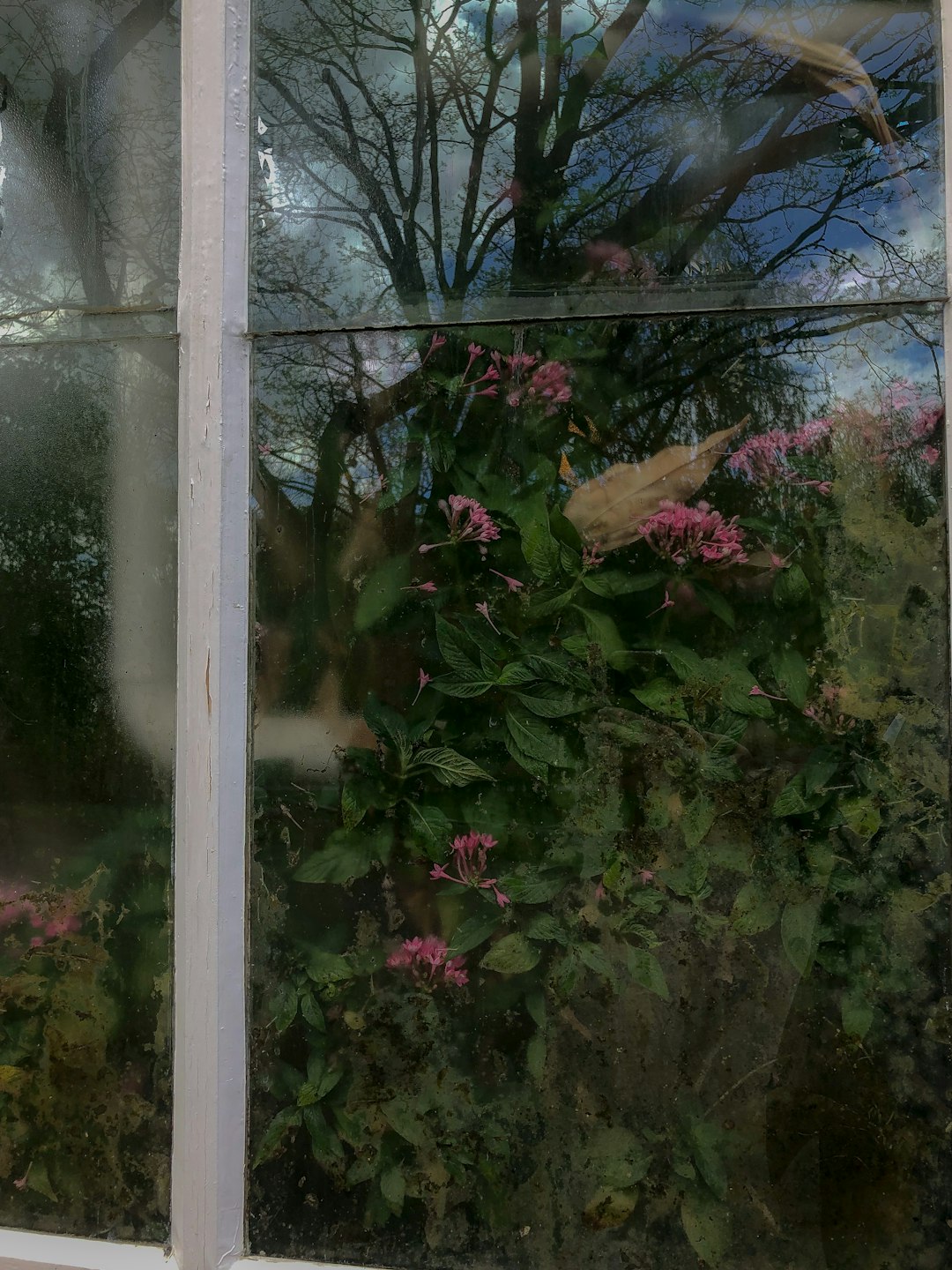 green and pink flower plants