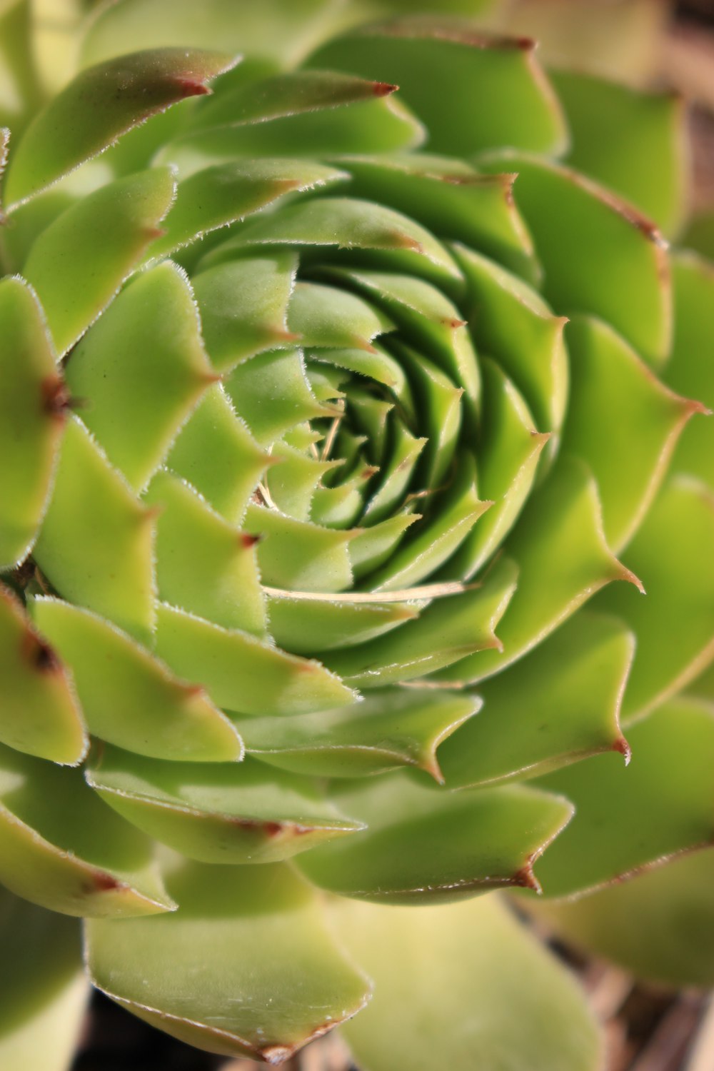 pianta verde in primo piano fotografia