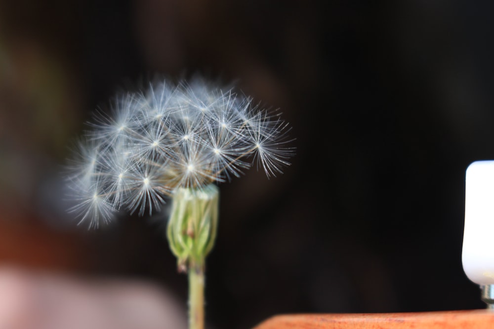 white dandelion in close up photography