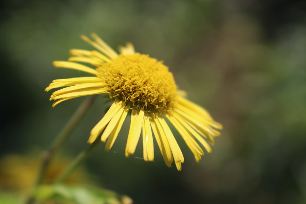 yellow flower in tilt shift lens