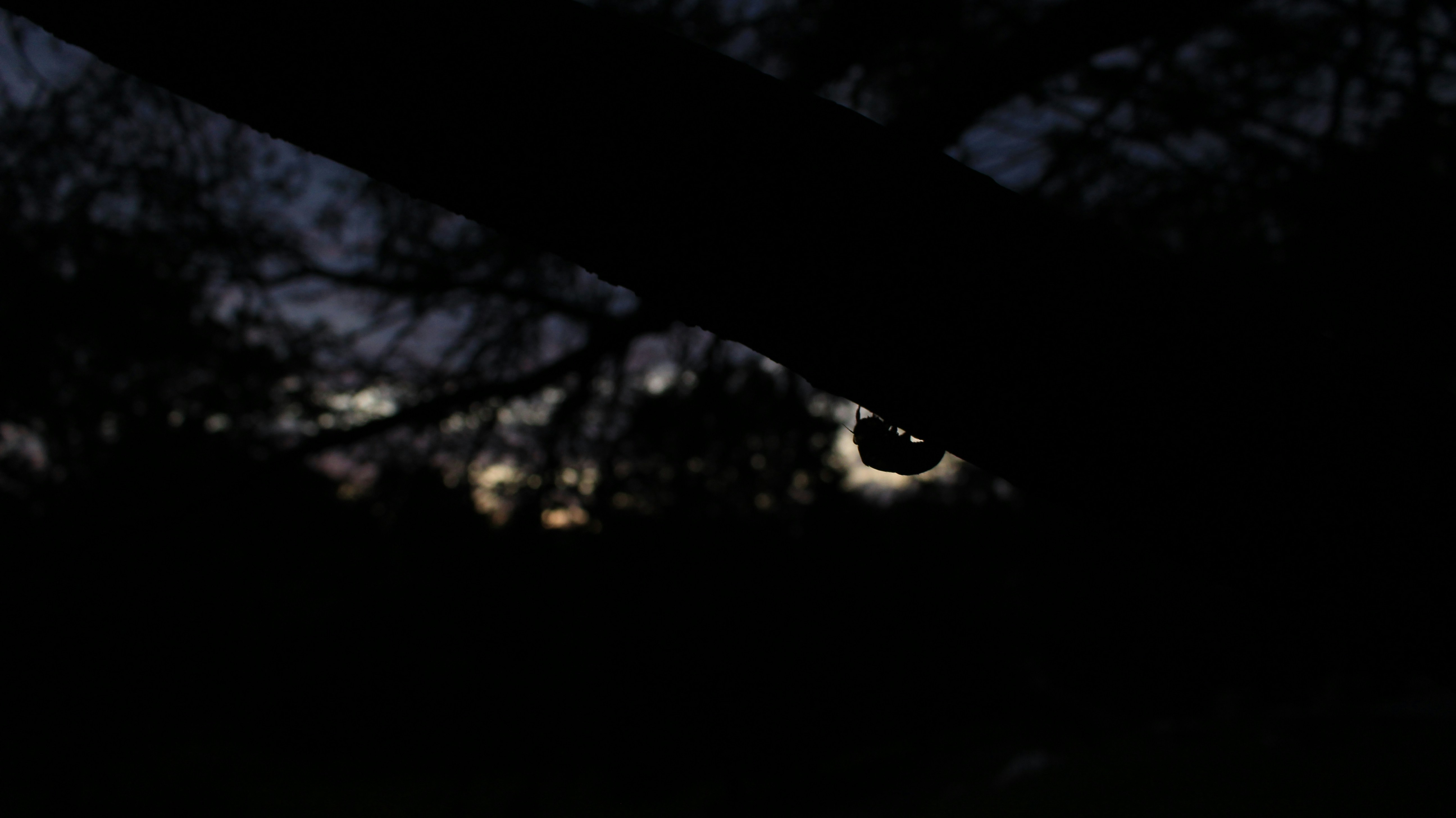 Photo by igordresjan