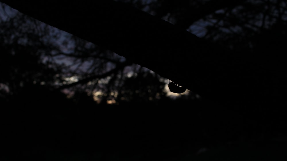 silhouette of tree during daytime