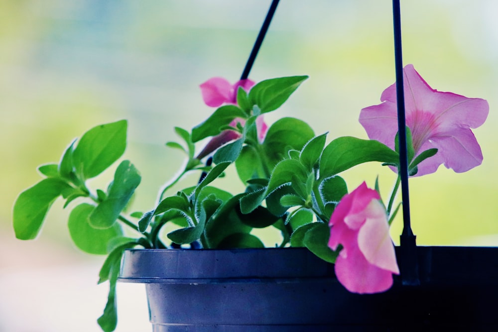 pink flowers in blue ceramic pot