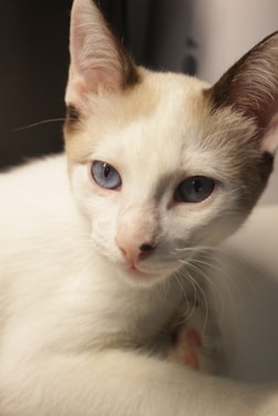 A close-up of a white cat with distinctive dark markings on its ears and around its eyes. The cat has blue eyes and short fur, with a soft expression.