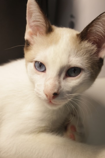 A close-up of a white cat with distinctive dark markings on its ears and around its eyes. The cat has blue eyes and short fur, with a soft expression.