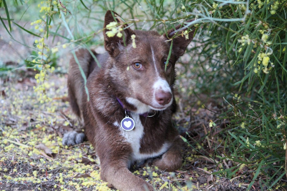 brown and white short coated dog sitting on ground