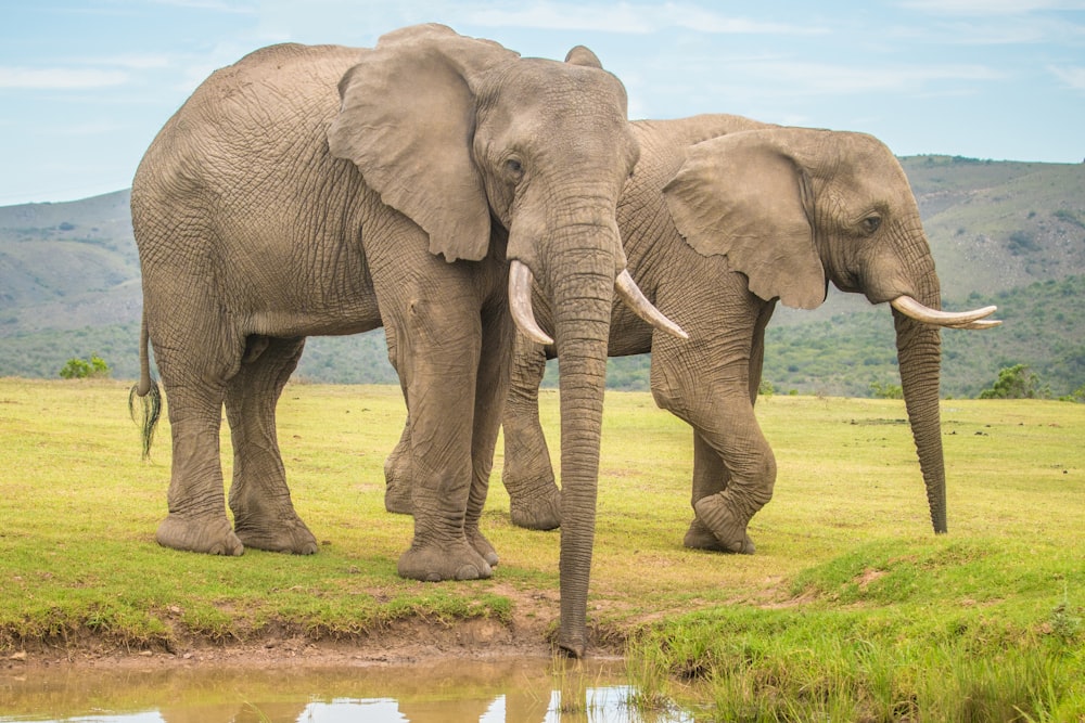 2 gray elephants on green grass field during daytime