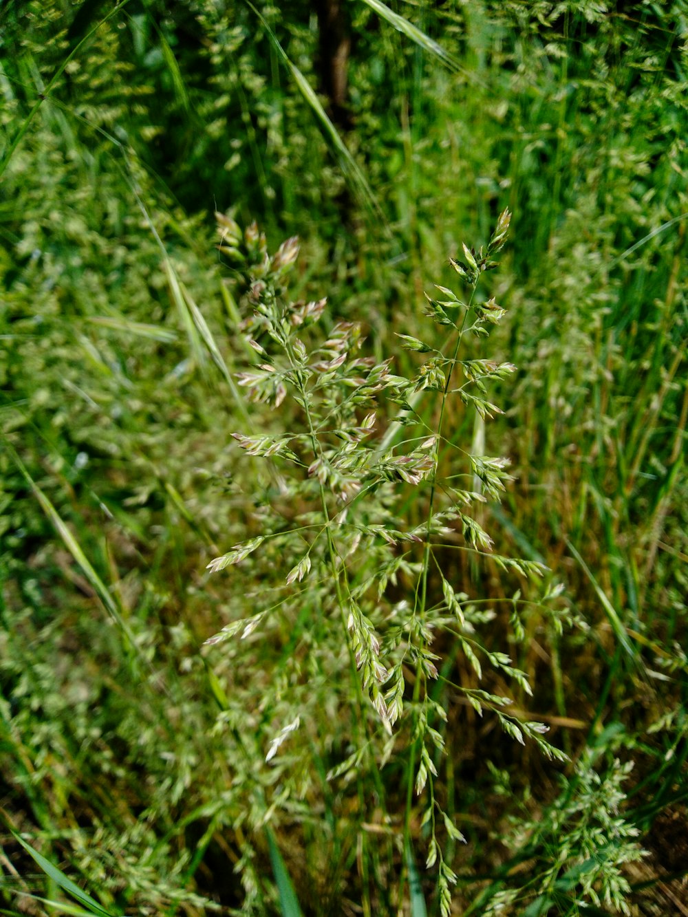 green grass in close up photography