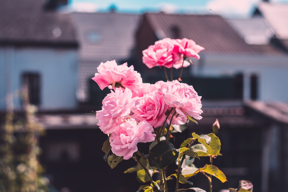 pink roses in bloom during daytime