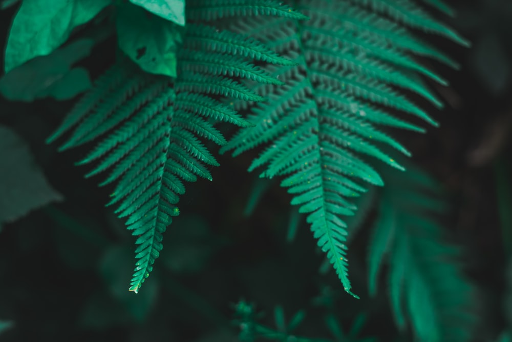 Planta de helecho verde en fotografía de primer plano