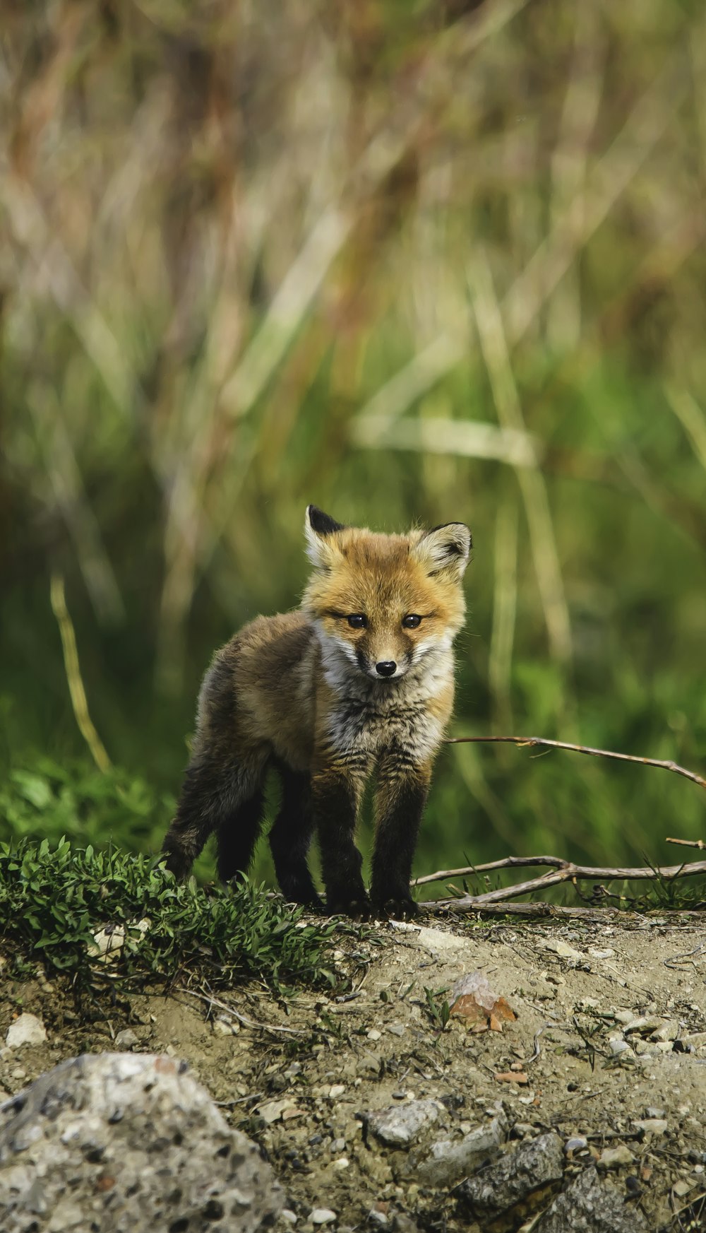 Brauner Fuchs tagsüber auf grünem Gras