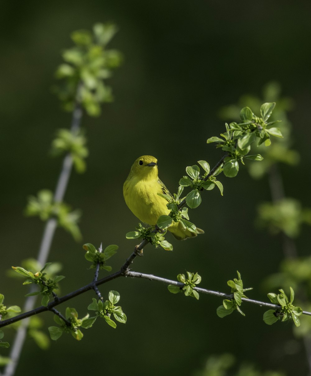 yellow bird on green plant during daytime