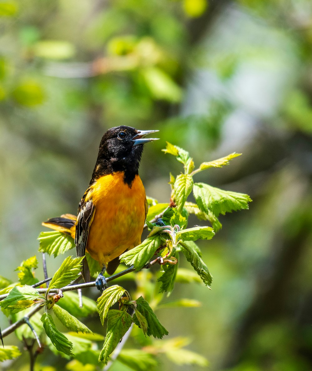 yellow and black bird on green plant