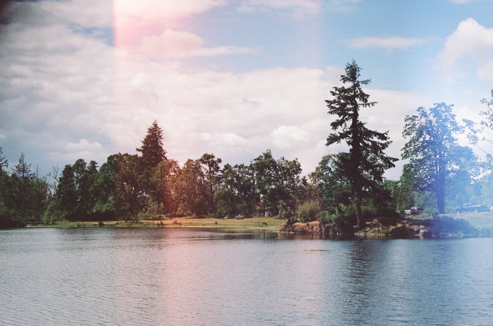 green trees beside body of water during daytime