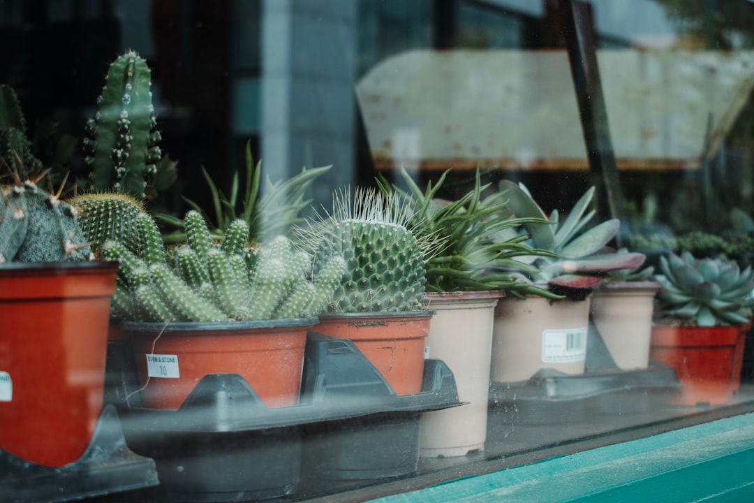 green cactus plant on brown clay pot