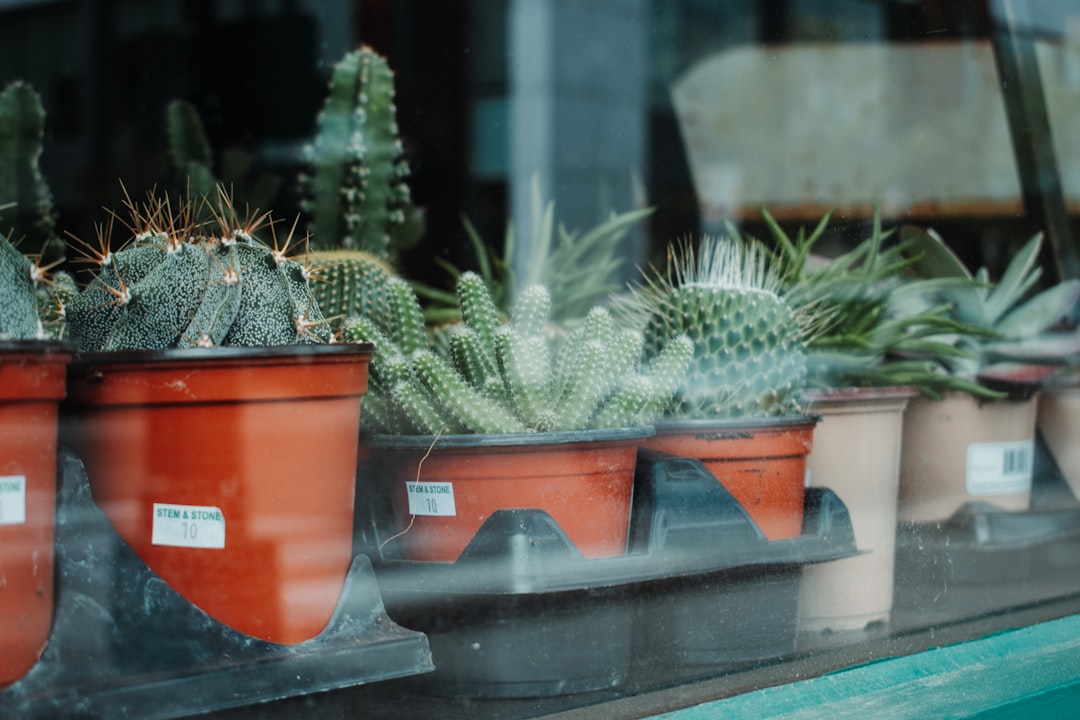 green cactus plant on brown clay pot