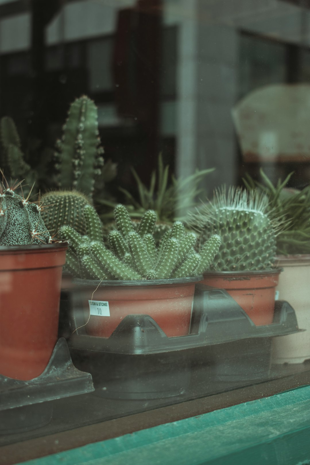 green cactus in red plastic pot