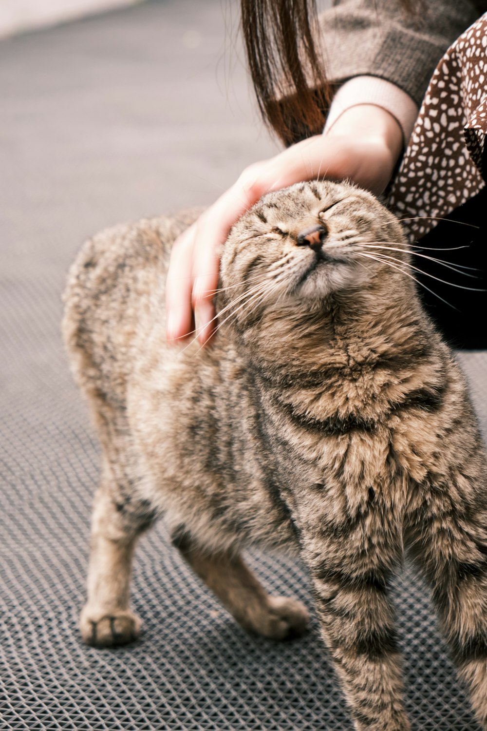 person holding silver tabby cat