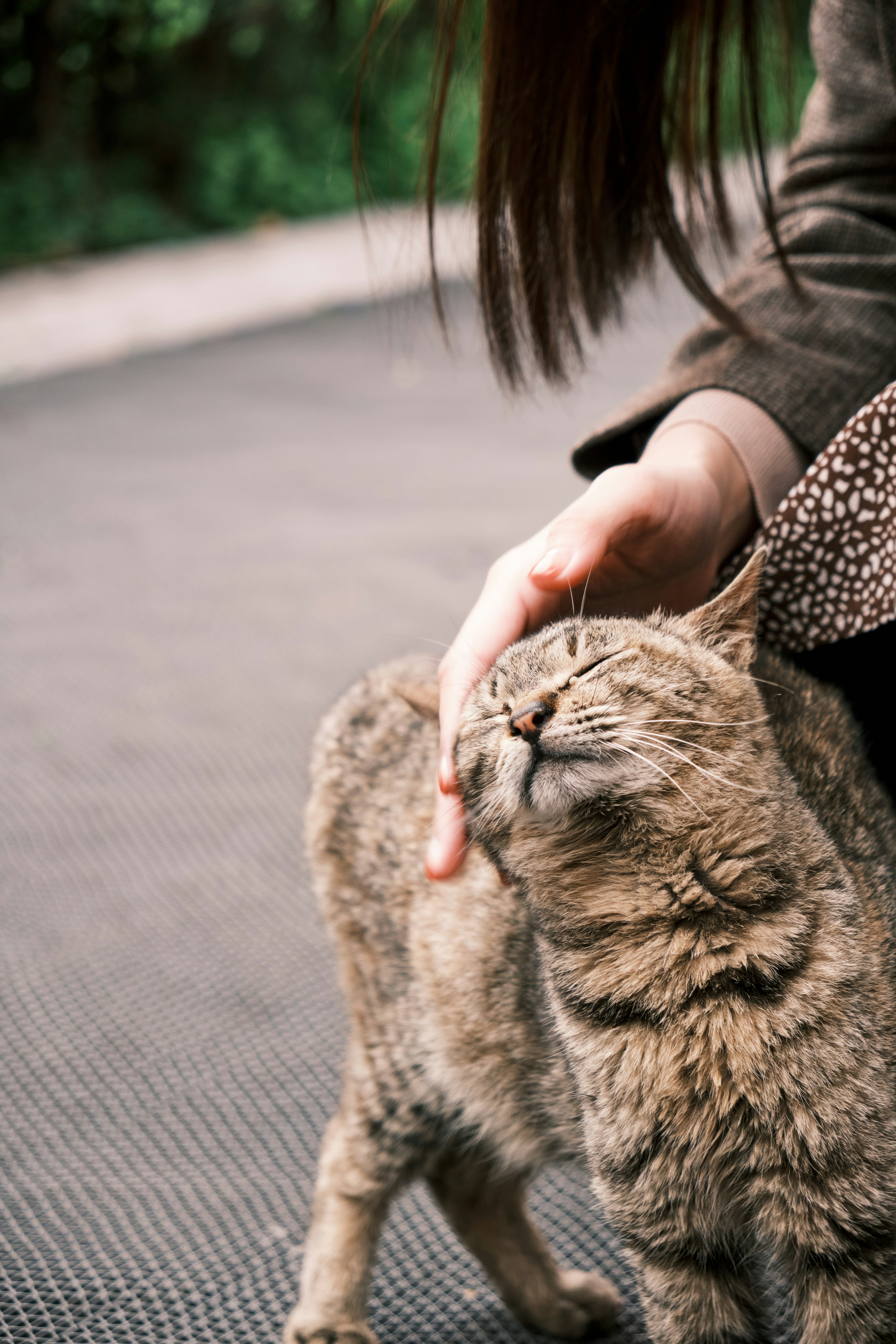 person holding brown tabby cat