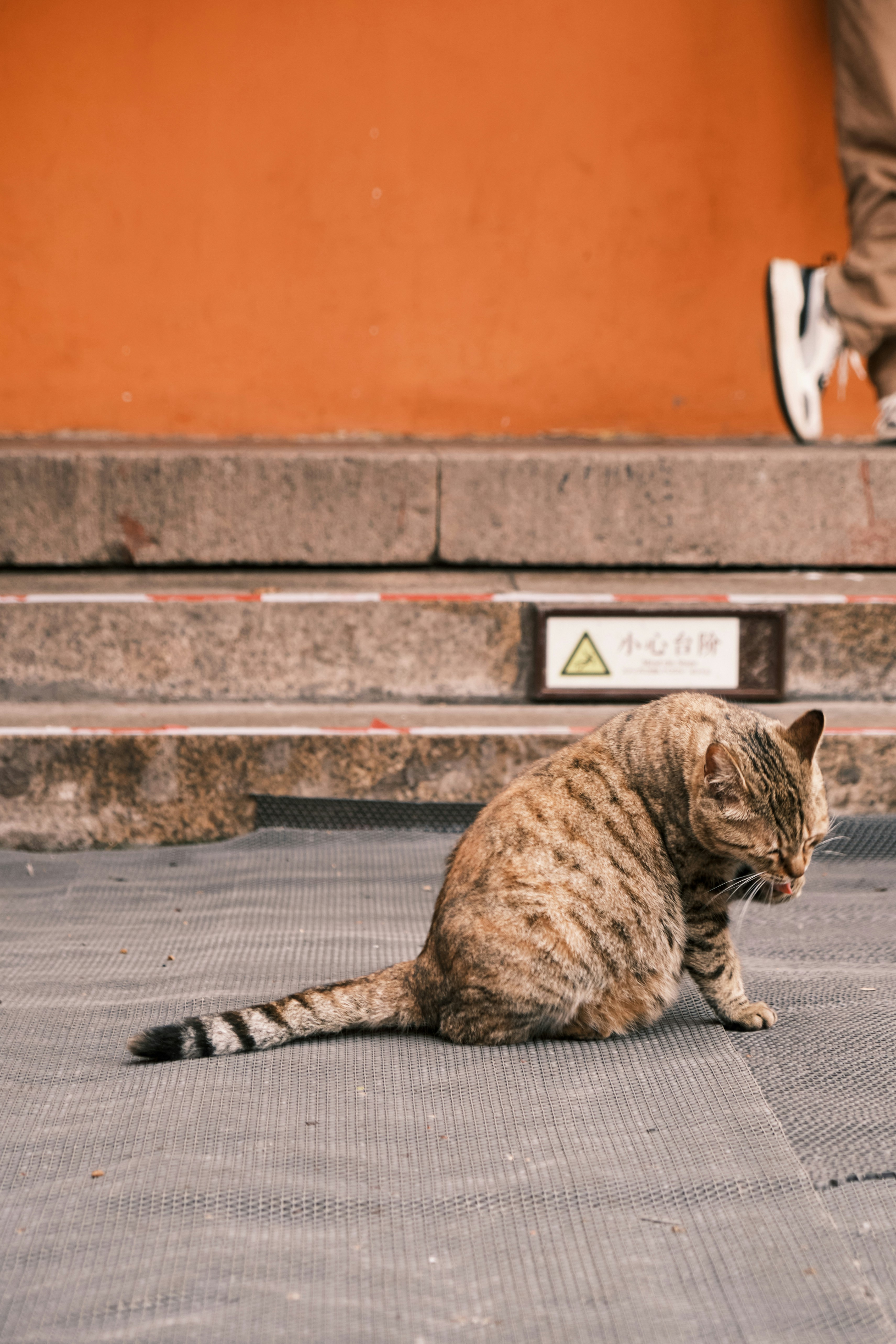 Brown Tabby Cat Sitting On Gray Concrete Floor Photo Free Nanjing Image On Unsplash