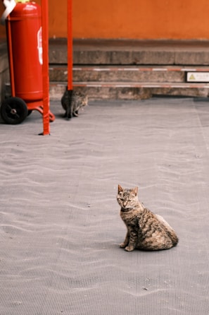 A tabby cat sits on a textured paved surface, looking directly at the camera. A second cat is seen in the background near a red fire extinguisher on wheels, with its back turned. The setting includes an orange wall with some concrete steps.