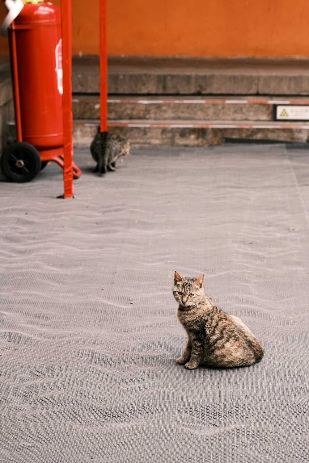 brown tabby cat sitting on gray concrete floor