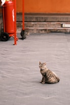 A tabby cat sits on a textured paved surface, looking directly at the camera. A second cat is seen in the background near a red fire extinguisher on wheels, with its back turned. The setting includes an orange wall with some concrete steps.
