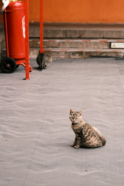 A tabby cat sits on a textured paved surface, looking directly at the camera. A second cat is seen in the background near a red fire extinguisher on wheels, with its back turned. The setting includes an orange wall with some concrete steps.