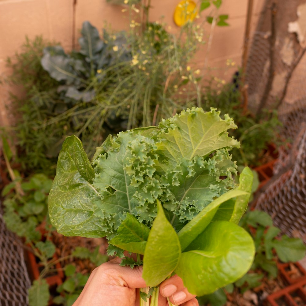 person holding green leaves during daytime