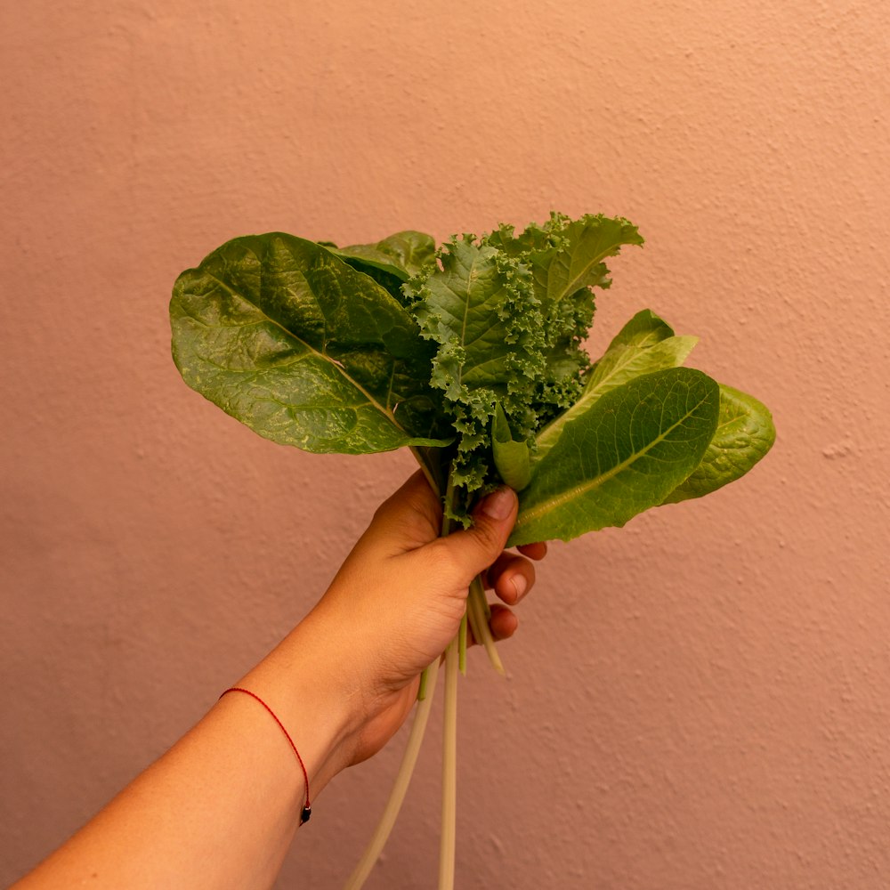 person holding green leaf plant