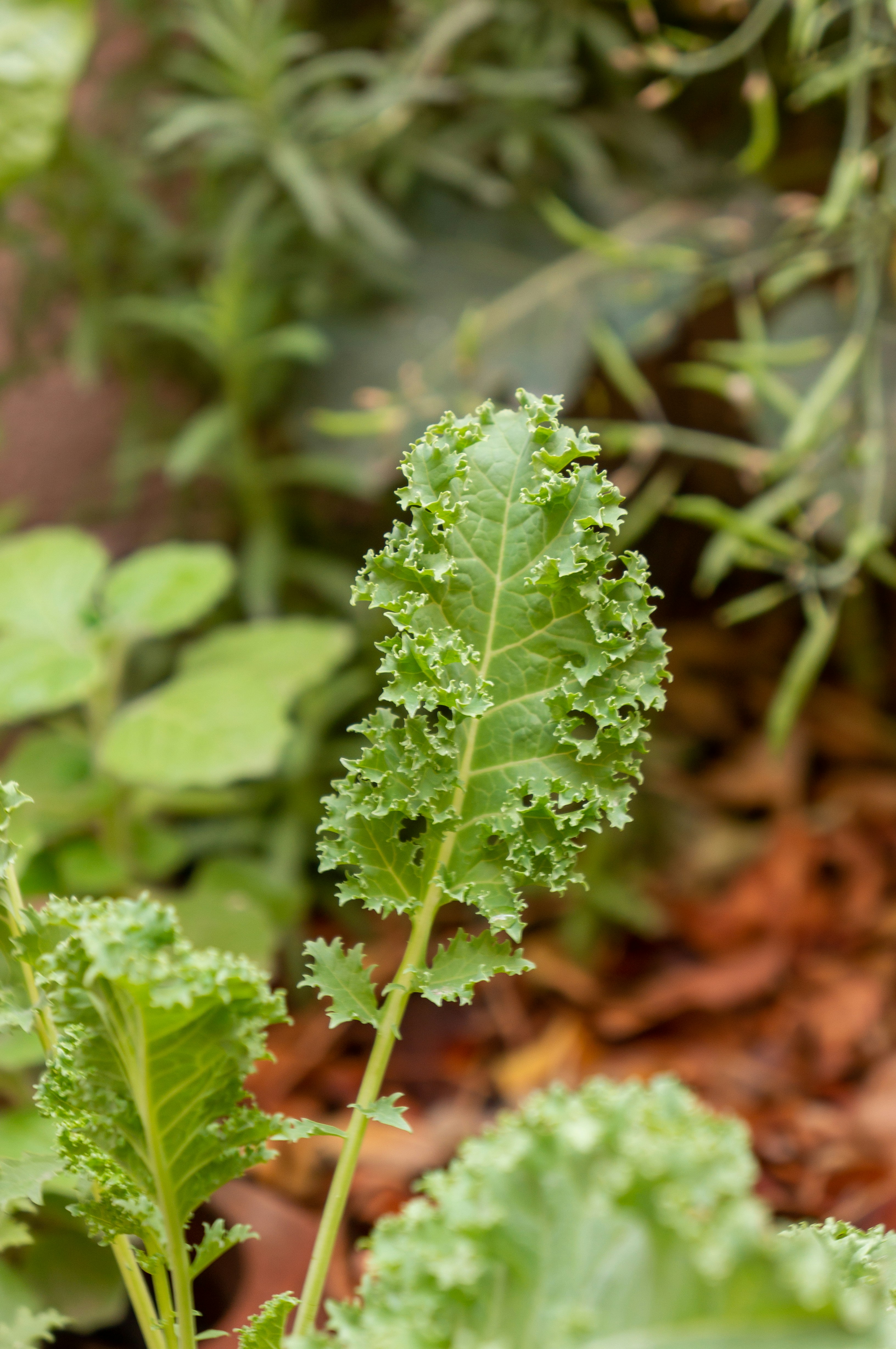 green leaf plant in close up photography