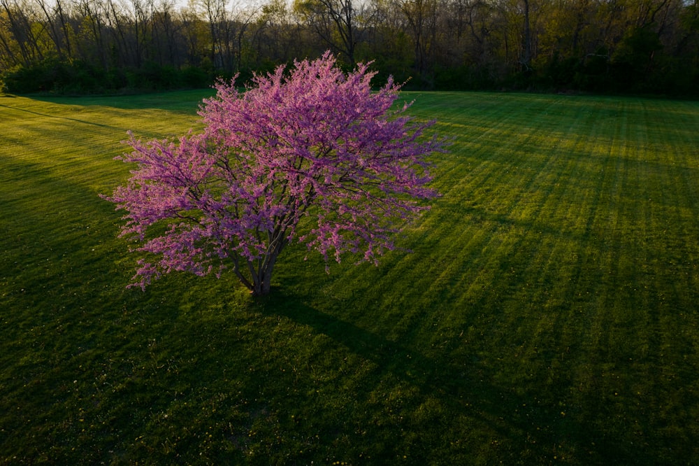 purple flower field during daytime