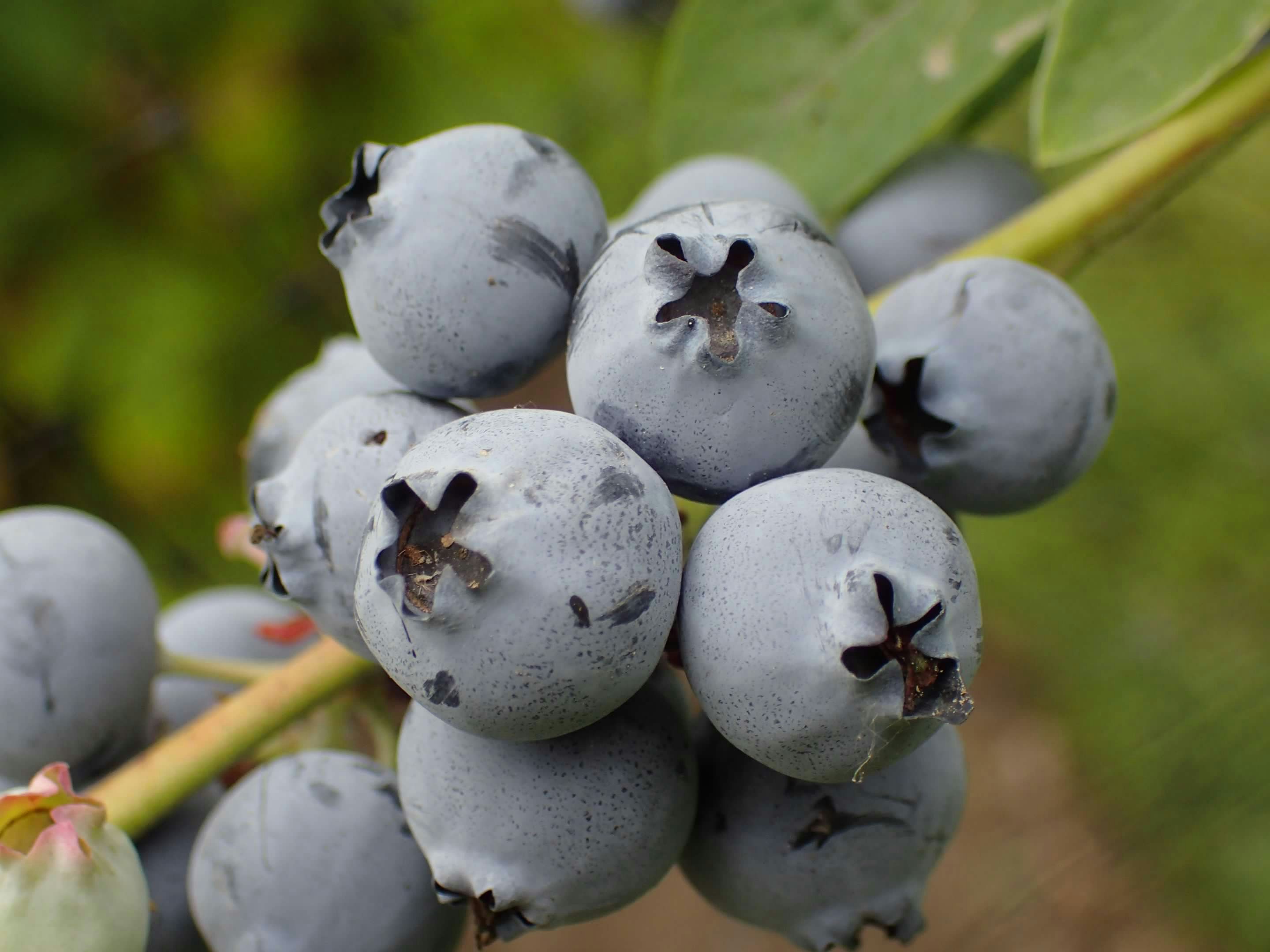 Organik Yaban Mersini