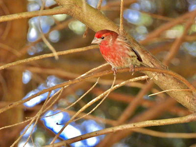 A group of birdwatchers quietly observing a vibrant lilac-breasted roller perched on a branch.
