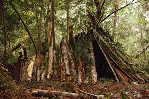 Brown and green trees during daytime with a survival shelter.