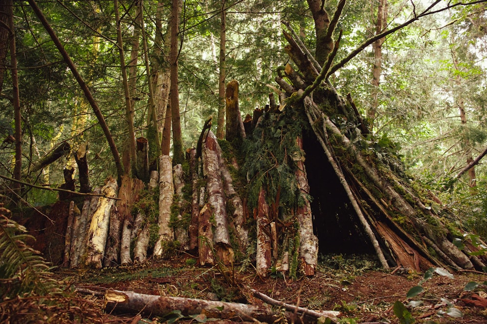 alberi marroni e verdi durante il giorno