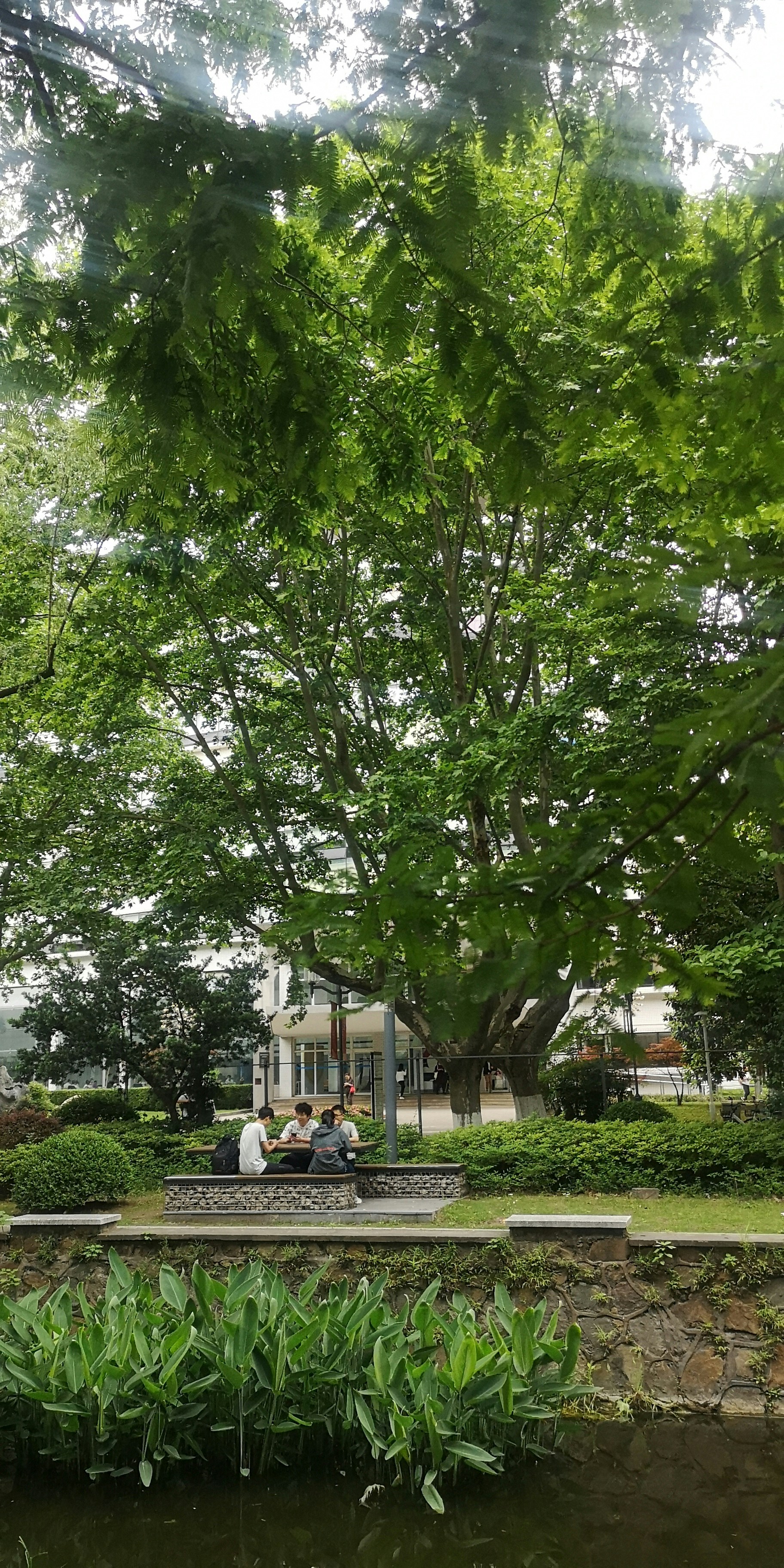 green tree near white house during daytime
