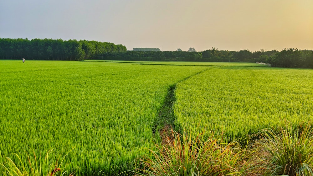 green grass field under white sky during daytime