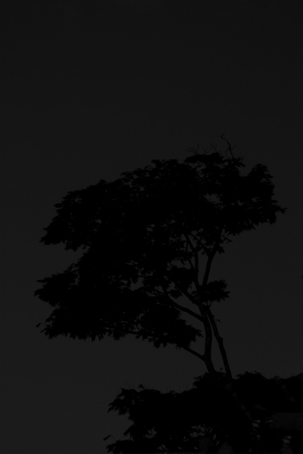 silhouette of tree during night time