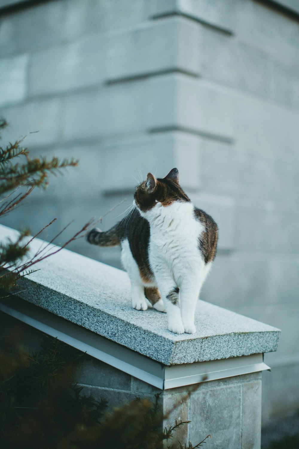 white and black cat on white concrete window