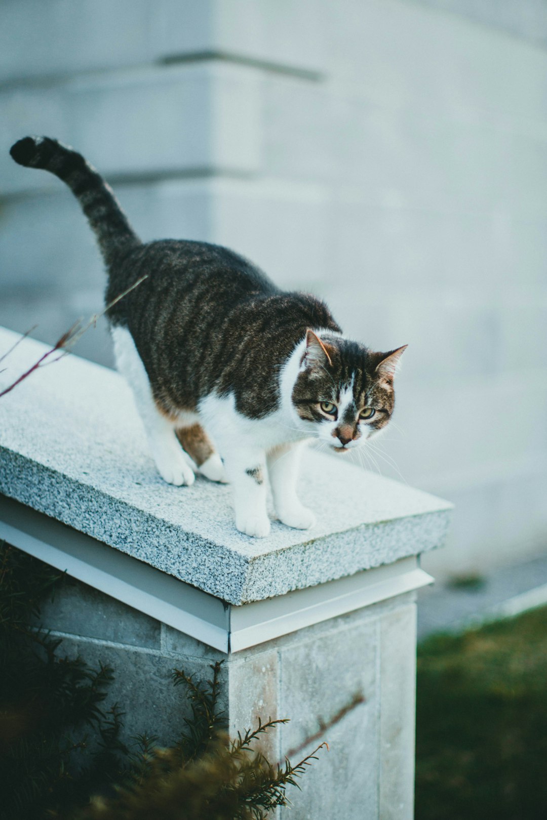 white and brown cat on white concrete fence during daytime