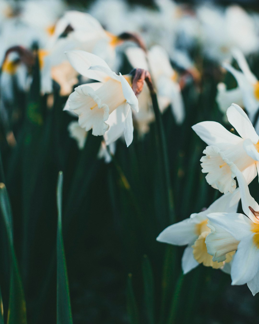 white flowers with green leaves