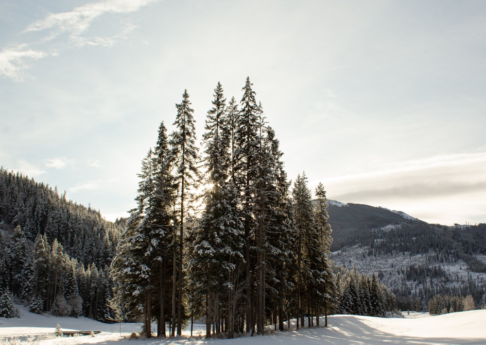 green trees on snow covered ground during daytime