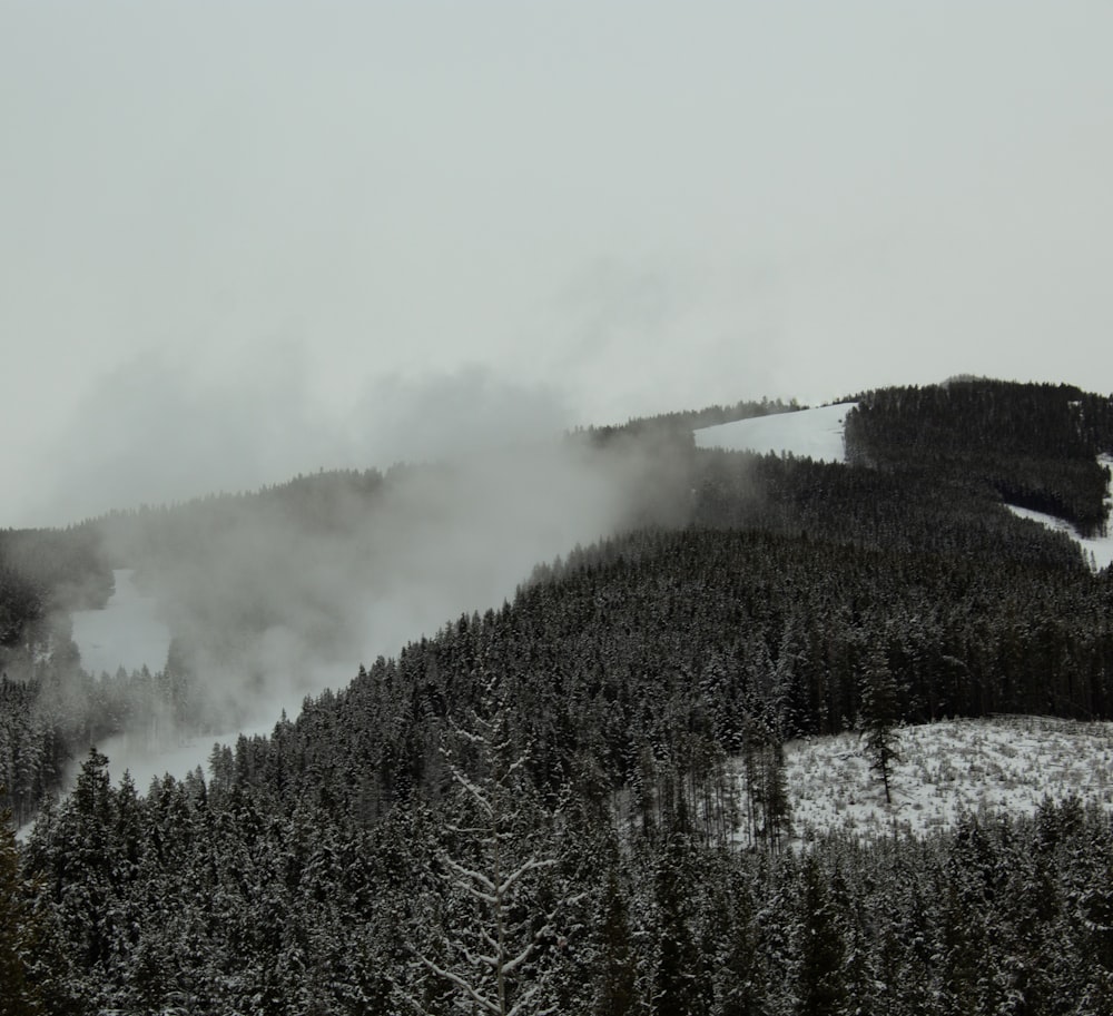 green trees covered with fog