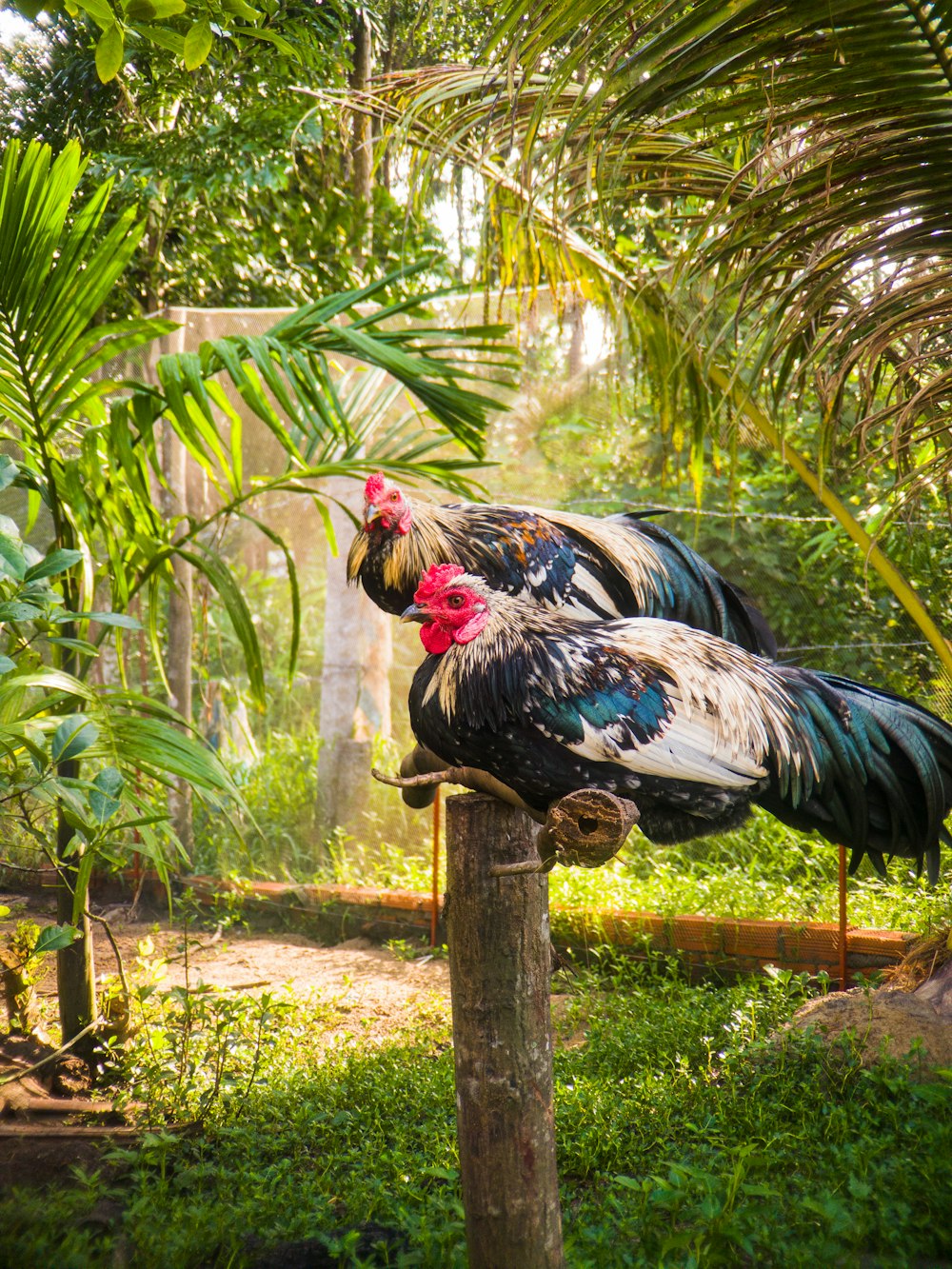 black white and red rooster on green grass field during daytime